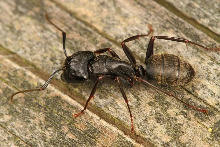 An eastern black carpenter ant worker seen from above on weathered gray wood: a large, glossy black ant with a big head, elbowed antennae, a narrow waist and a hairy, banded abdomen.
