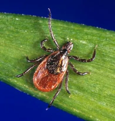 Adult female blacklegged (deer) tick seen from above on a grass blade: dark legs and a dark shield behind the head, with a reddish-orange body behind the shield.