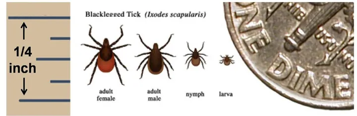 CDC graphic of blacklegged ticks between a quarter-inch ruler and the edge of a dime: an adult female with a red-orange body, a dark adult male, a much smaller nymph and a tiny larva.