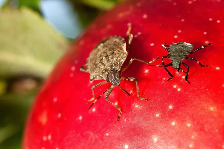 An adult brown marmorated stink bug and a smaller, darker nymph on a red apple: the adult is shield-shaped and mottled brown, with light bands on its antennae.