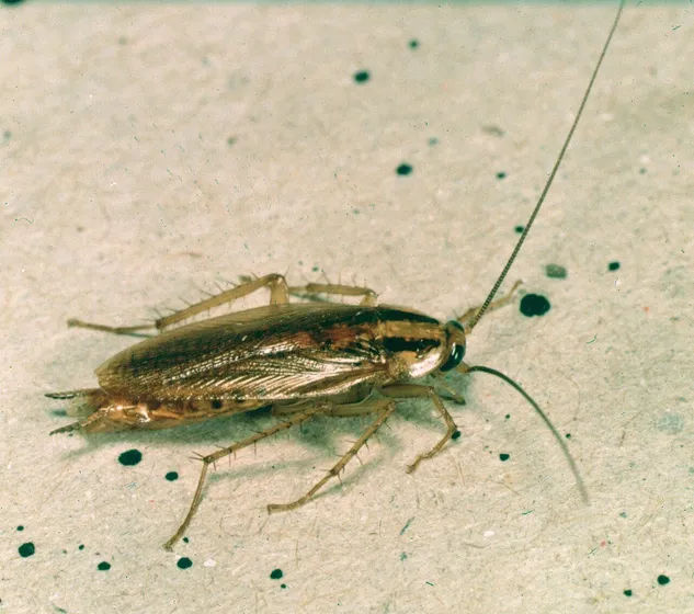 An adult German cockroach seen from the side on a pale speckled surface: a small, light brown roach with long antennae, spiny legs, wings folded over the body and two dark stripes on the shield behind the head.