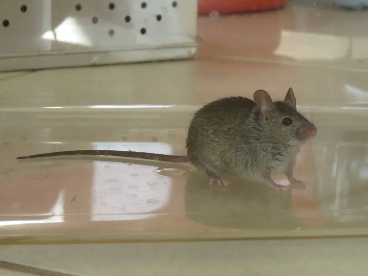 A grey-brown house mouse with large rounded ears, dark eyes and a long, thin tail, standing on the floor of a clear plastic box.