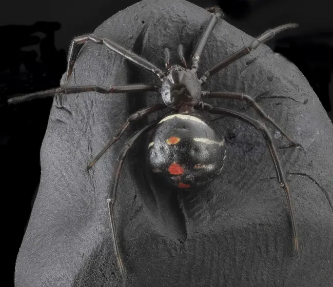 Female northern black widow seen from above on dark rock: a glossy black round abdomen with a row of red spots and pale marks on top, and long dark legs.