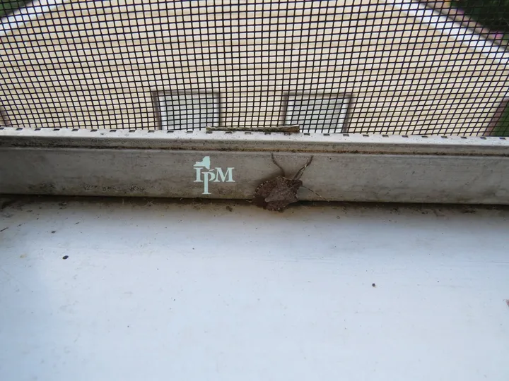 A brown marmorated stink bug, mottled brown and shield-shaped, in a window track just below the insect screen, with an IPM logo in the frame.